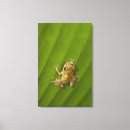 Suche nach frösche leinwandbilder Amphibie