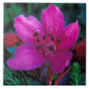 Suche nach rosa blüten fliesen Farbenfroh