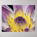 Suche nach fiji poster Blume
