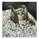 Suche nach wild lebende tiere poster Tierdrucke