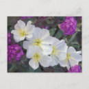 Suche nach rosa blüten postkarten Wüste