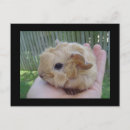 Suche nach gerbil postkarten Niedlich