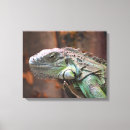 Suche nach eidechse leinwandbilder Leguan