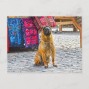 Suche nach shar pei postkarten Hund