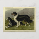 Suche nach australischer schäfer postkarten Hunde