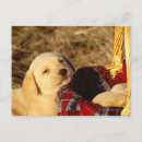 Suche nach labrador welpe postkarten Farbbild