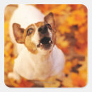 Suche nach jack russells aufkleber Haustiere