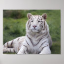 Suche nach white tiger poster Katze