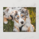 Suche nach australian shepherd postkarten Welpe