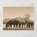 Suche nach sepia foto postkarten Natur