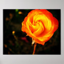 Suche nach orange rose poster Schön