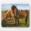 Suche nach isländisches pferd mousepads Superstock