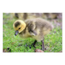 Suche nach baby enten poster Fotografie