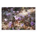 Suche nach cyclamen poster Blume