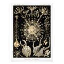 Suche nach ernst haeckel poster Darstellung