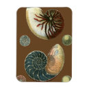 Suche nach muschel magnete Verzieren