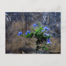 Suche nach plumbago poster Natur