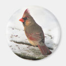 Suche nach weibchen magnete Vogel
