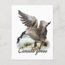 Suche nach gans postkarten Kanadengas