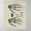 Suche nach handknochen poster Anatomisch