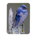 Suche nach eifersüchtig magnete Blau