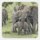 Suche nach afrikanischer elefant aufkleber Baby