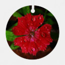 Suche nach blumen foto ornamente Natur