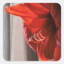 Suche nach amaryllis aufkleber Botanisch
