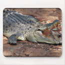 Suche nach krokodile mousepads Australien
