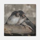 Suche nach schwalben magnete Vogel