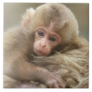 Suche nach primat fliesen Niedlich