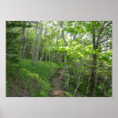 Suche nach waldweg poster Sommer