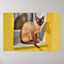 Suche nach siamesische katzen poster Schön