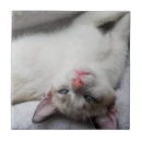 Suche nach blaues augen fliesen Kätzchen