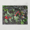 Suche nach holly postkarten Winter