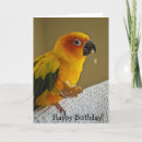 Suche nach conure Parakeet
