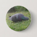 Suche nach niedliche taube buttons Vögel