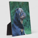 Suche nach rottweiler fotoplatten Welpe