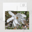 Suche nach magnolienblüte poster Frühling