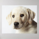 Suche nach labrador welpe poster Natur