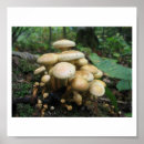 Suche nach klatsch poster Natur