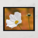 Suche nach fälle alle postkarten Blume