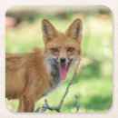Suche nach roter fuchs untersetzer Tier