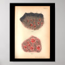 Suche nach menschliche zellen poster Medizinisch