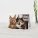 Suche nach maine coon cat karten Fotografie