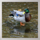 Suche nach clear poster Natur