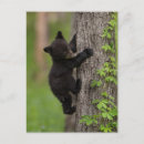 Suche nach schwarzer baum poster Ursus americanus