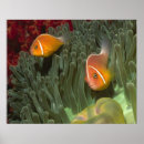 Suche nach seeanemonen poster Tiere
