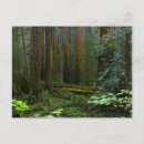 Suche nach redwood national park postkarten California