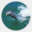 Suche nach dolphin aufkleber Meerestier